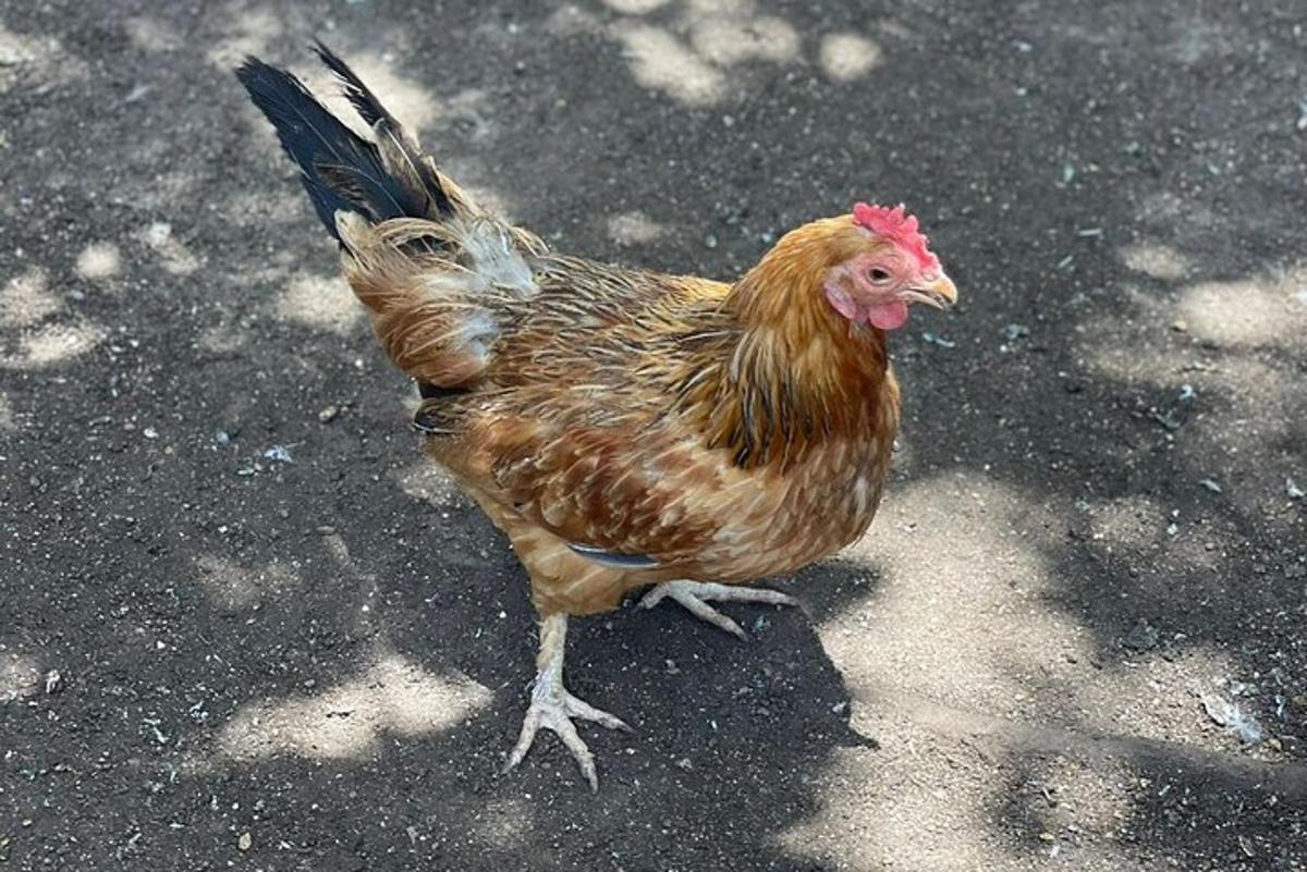 hnědé kuře stojící na zemi