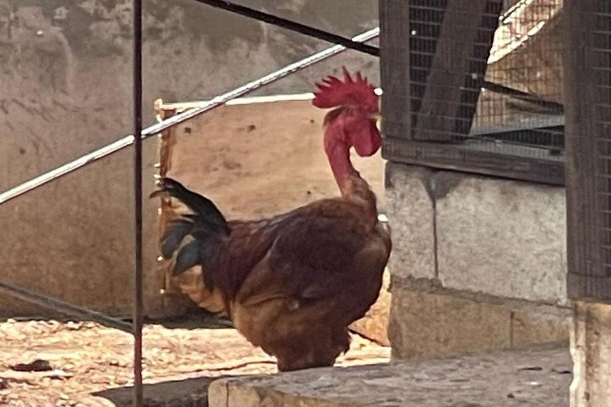 Krocan stojí vedle budovy