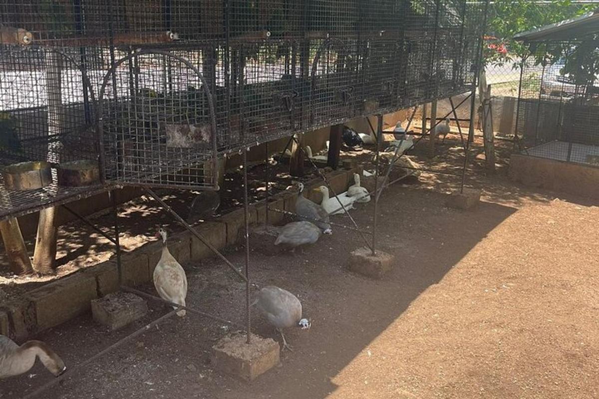 um grupo de pássaros em uma gaiola