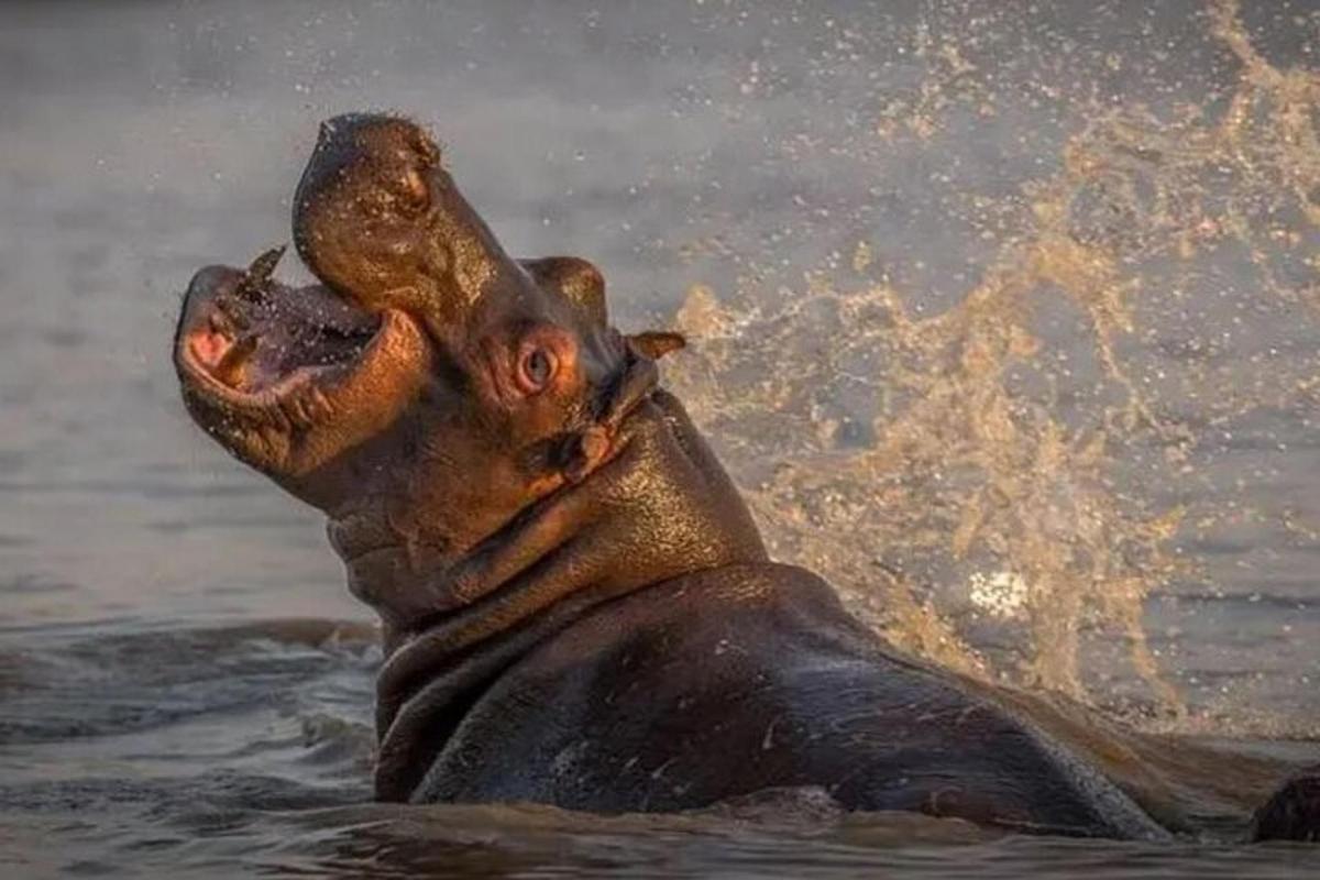 una foca nell'acqua con la bocca aperta