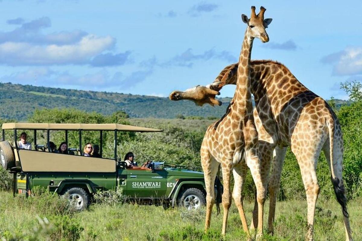 two giraffes standing next to a jeep with people