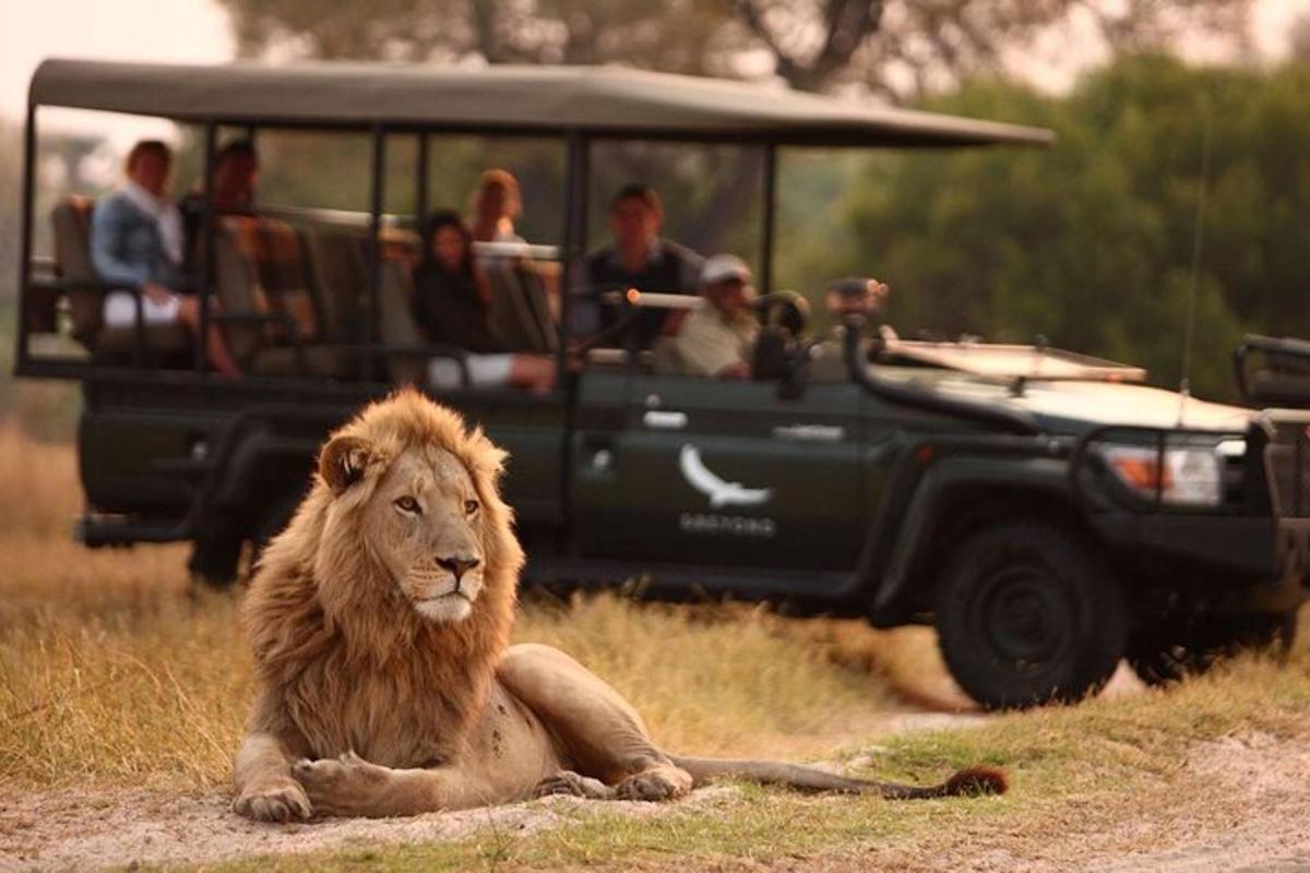 un leone seduto davanti a un veicolo con delle persone