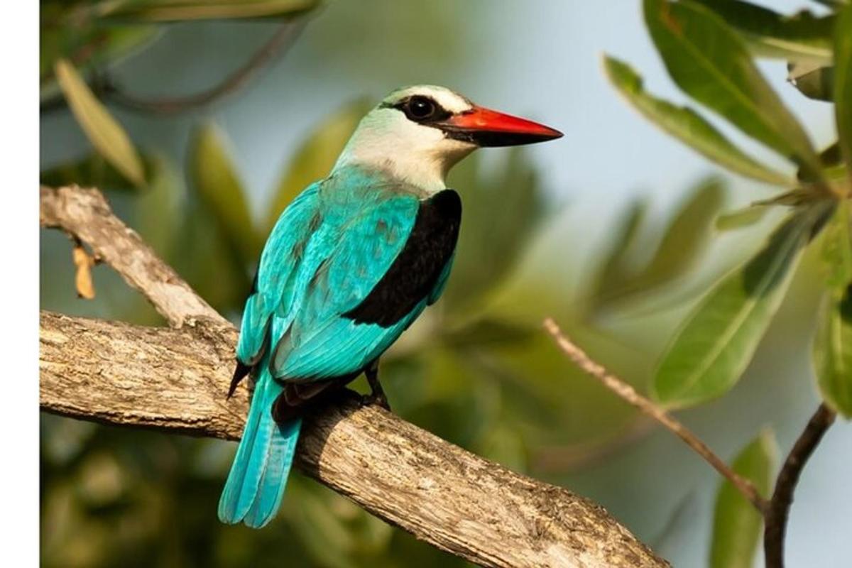 un uccello colorato seduto su un ramo di un albero