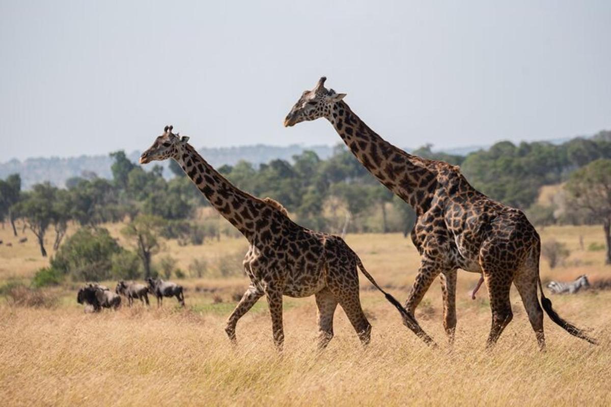 due giraffe che camminano in un campo di erba alta