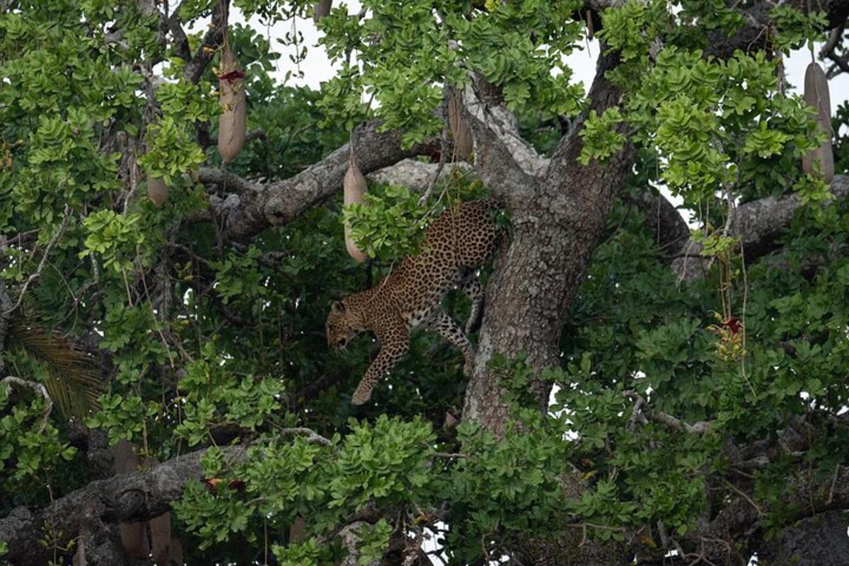 uma estátua de um leopardo em uma árvore