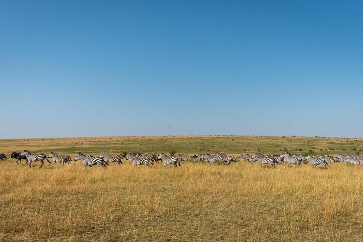 una mandria di zebre che corre attraverso un campo