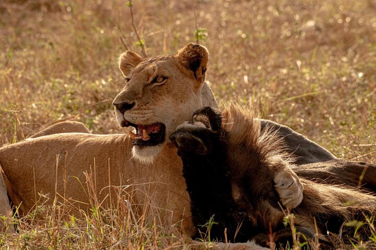 un leone sdraiato sull'erba con la bocca aperta