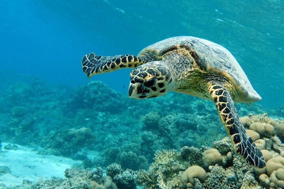 penyu laut hijau berenang di atas terumbu karang