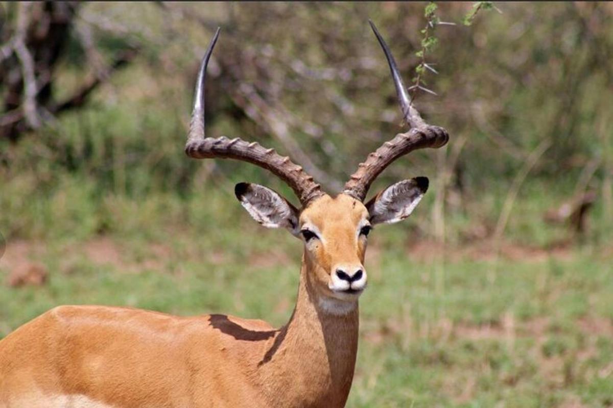 una gazzella con le corna in piedi in un campo