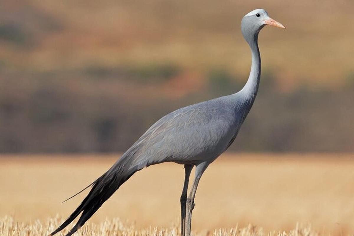 un uccello dal collo lungo in piedi nell'erba
