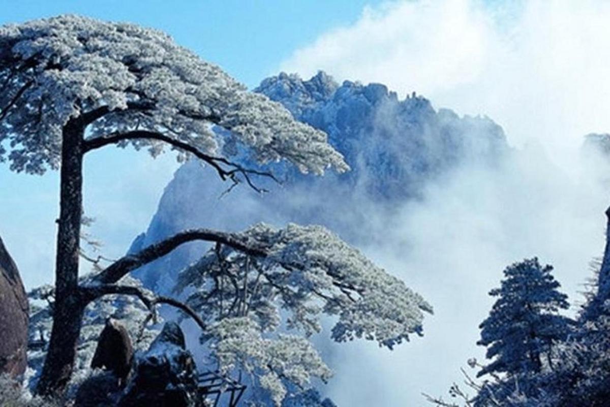 un arbre amb neu davant d'una muntanya