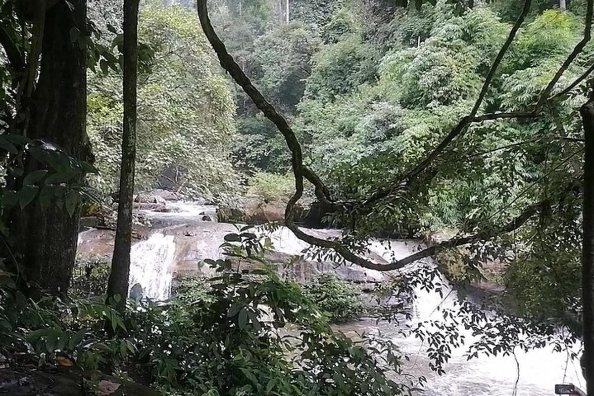 un fiume in mezzo a una foresta con alberi