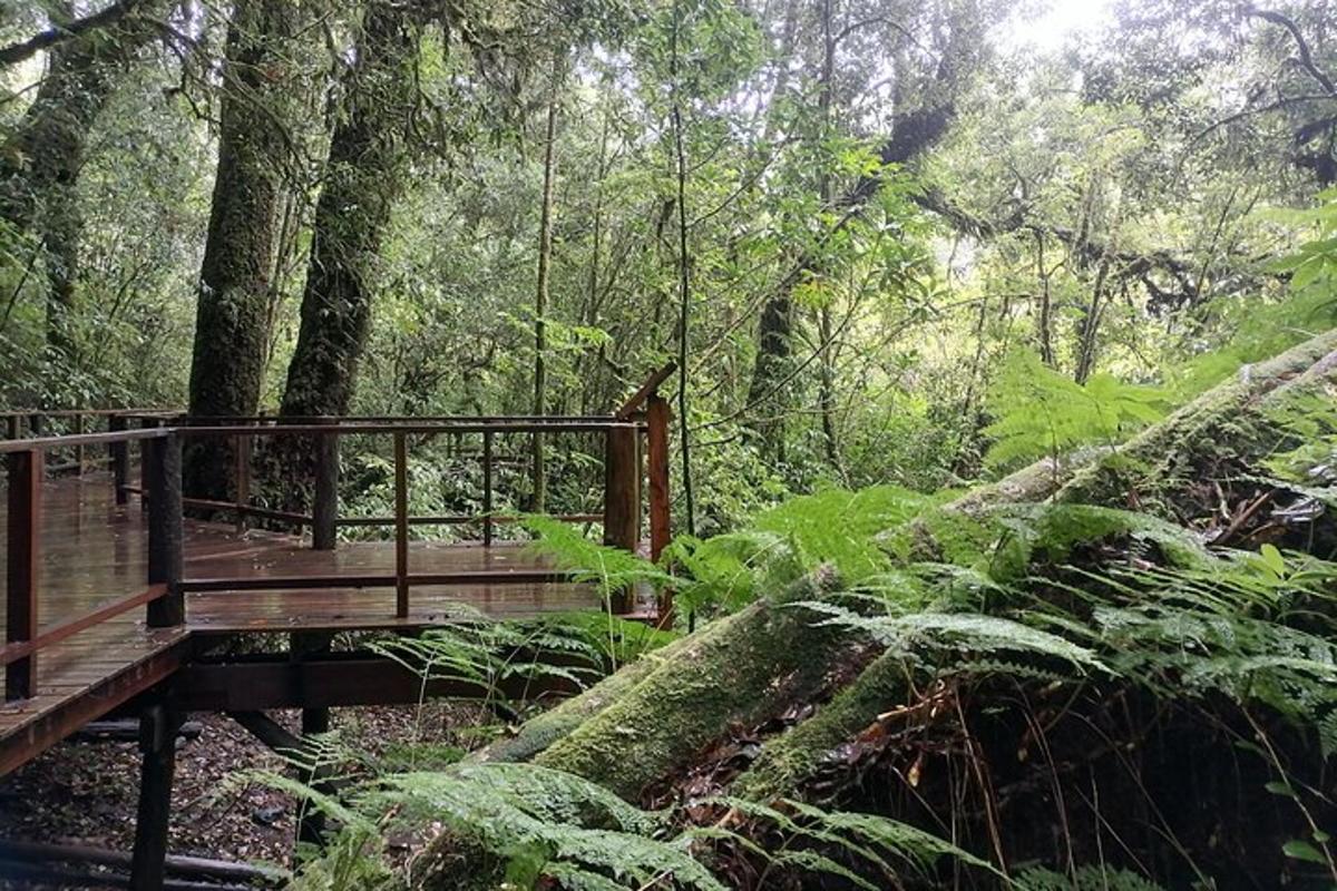 un ponte di legno in mezzo a una foresta