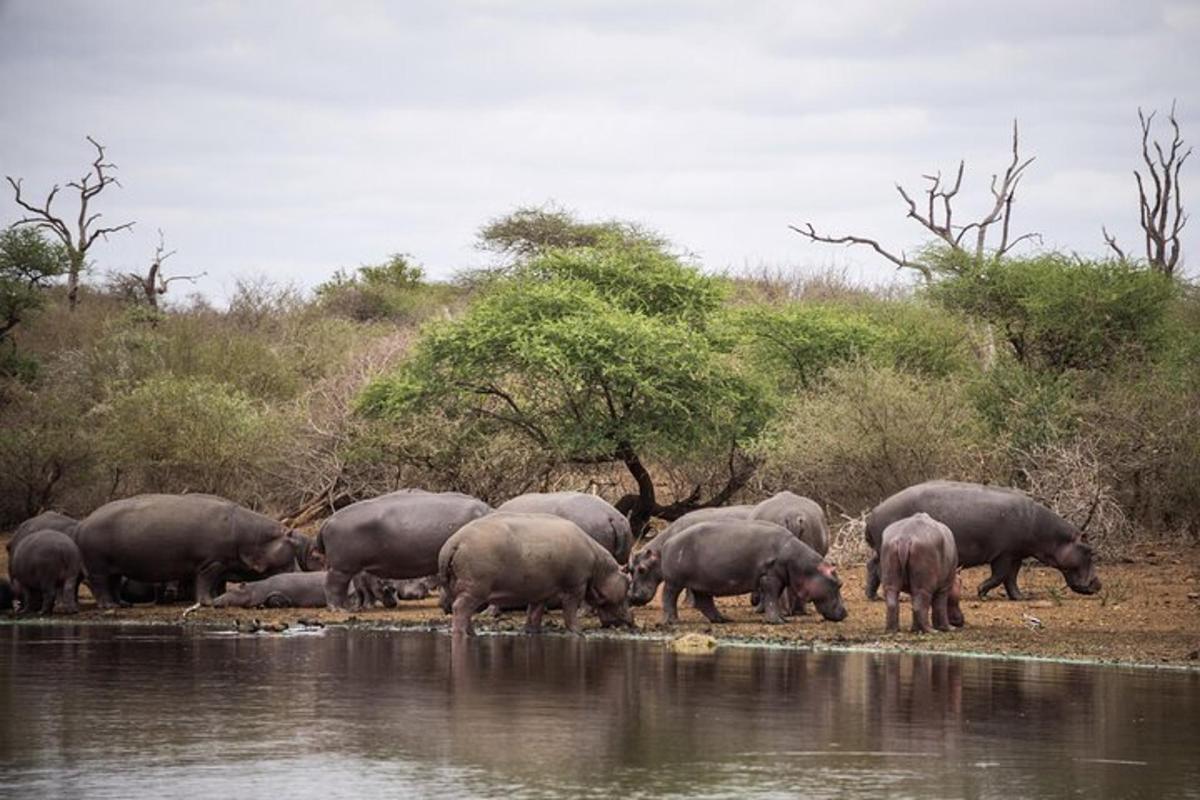a herd of elephants crossing a body of water