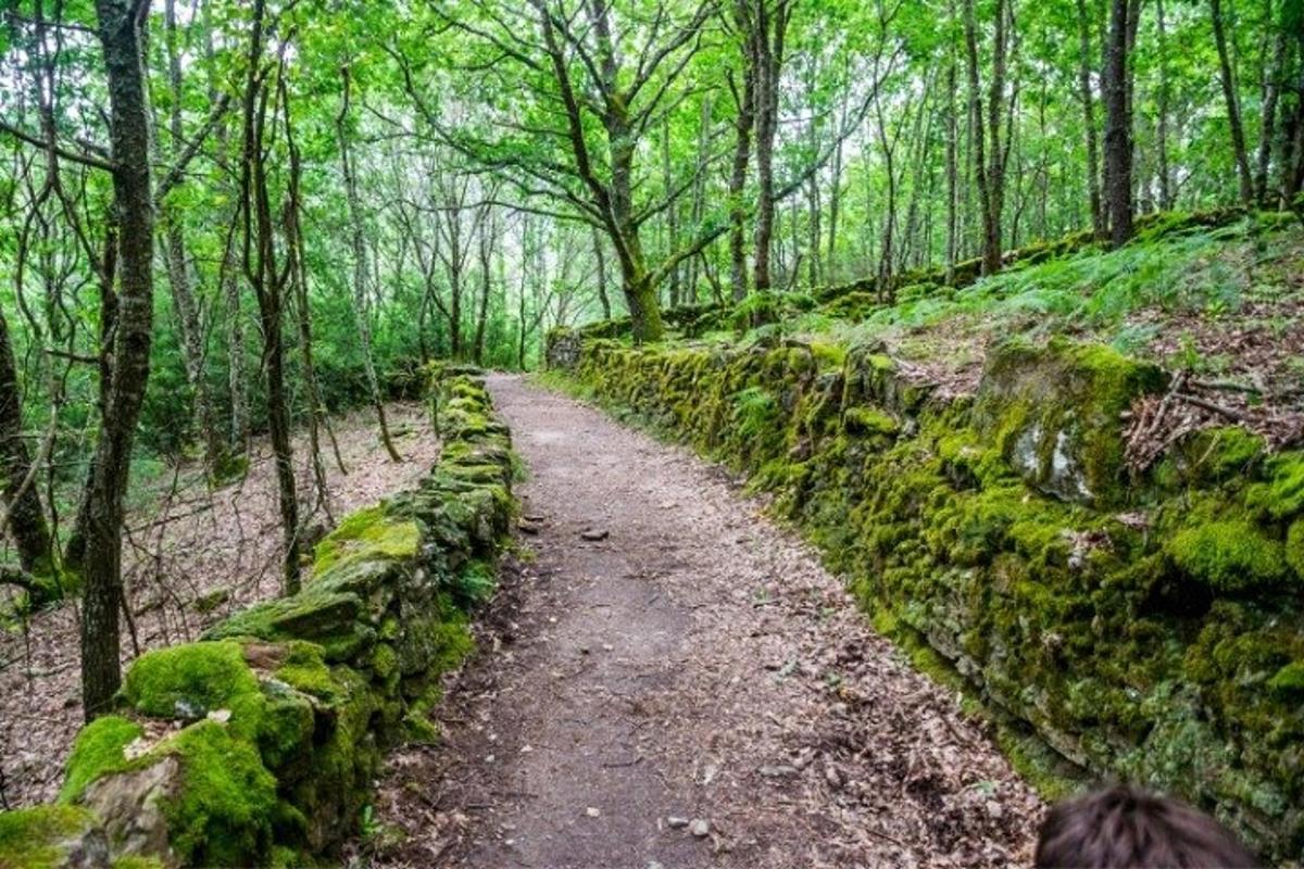 prašný chodník v lese s machom pokrytou stenou