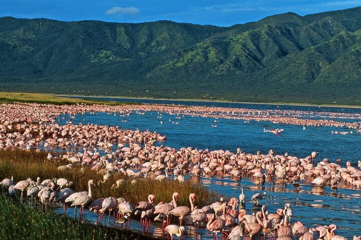 suur flamingoparv vees seismas