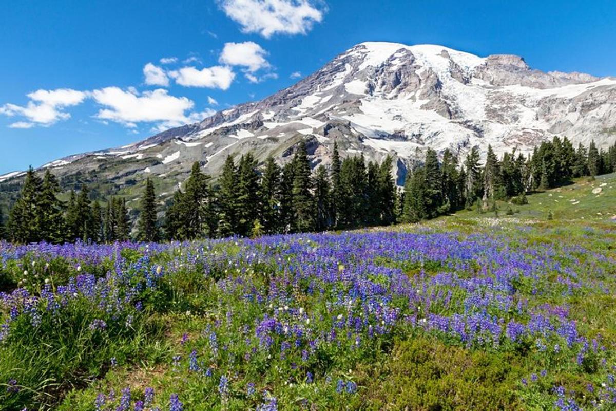 un campo di fiori viola di fronte a una montagna
