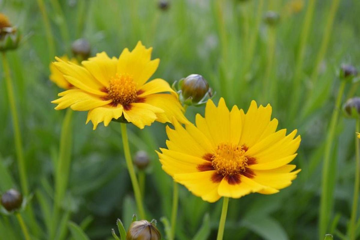 a group of yellow flowers in a field