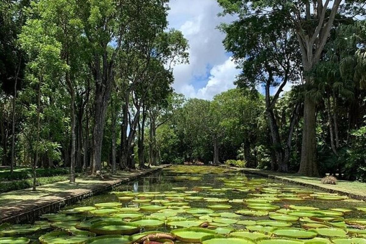 un iaz mare plin de nuferi într-un parc