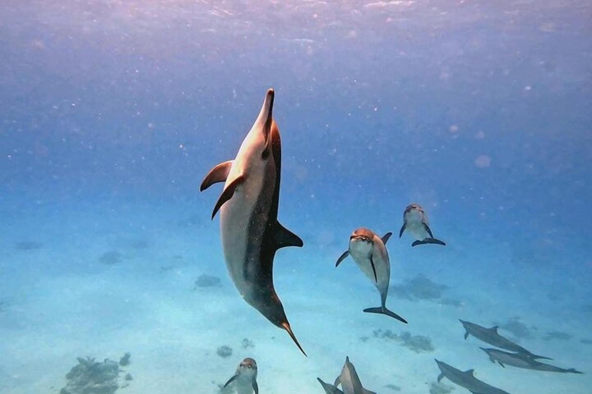 a group of dolphins swimming in the water