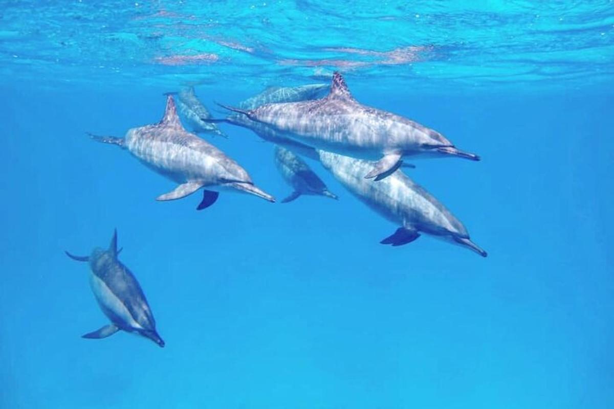 a group of dolphins swimming in the water