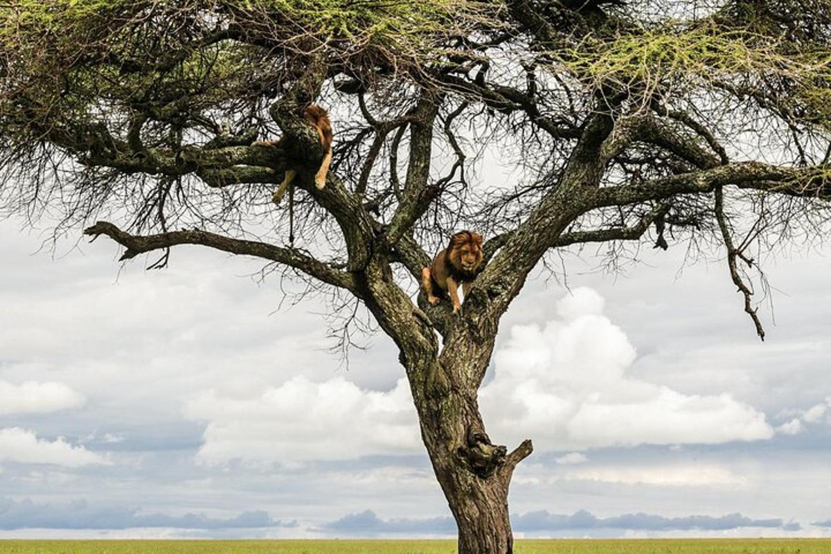 dos micos asseguts a dalt d'un arbre