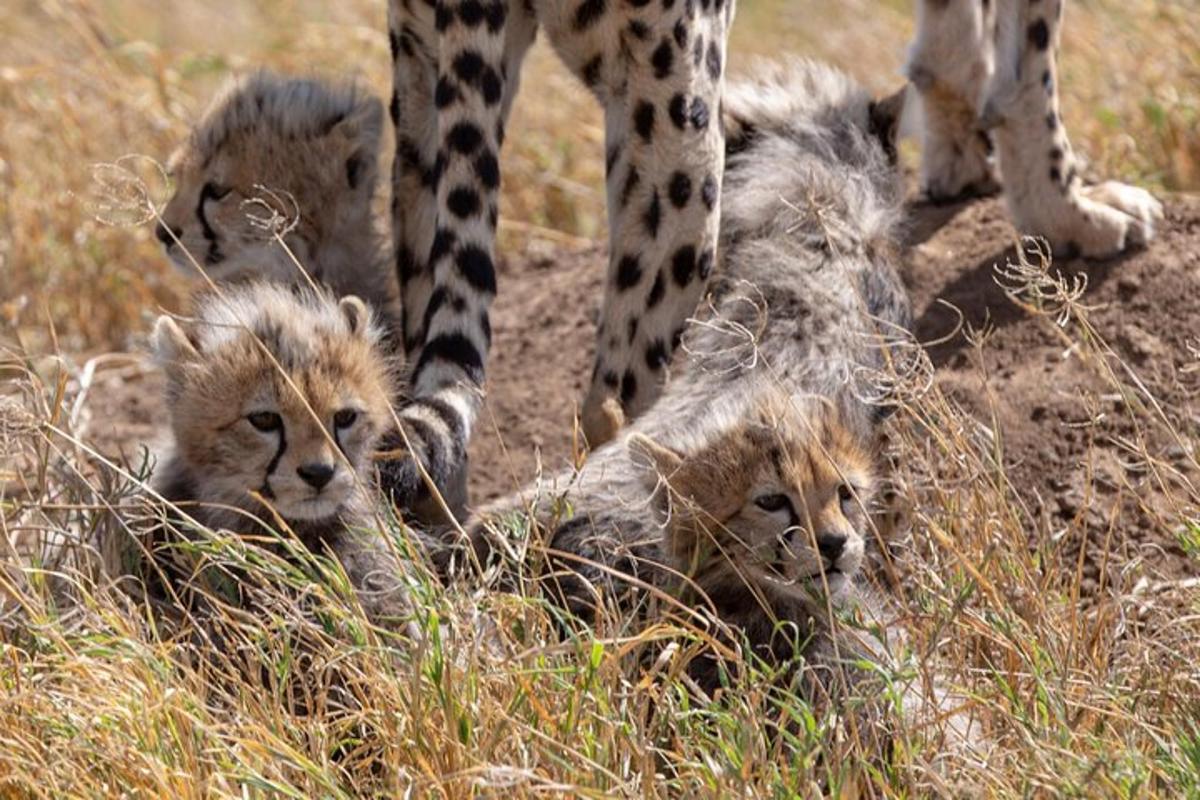 uma girafa parada ao lado de três leões na grama