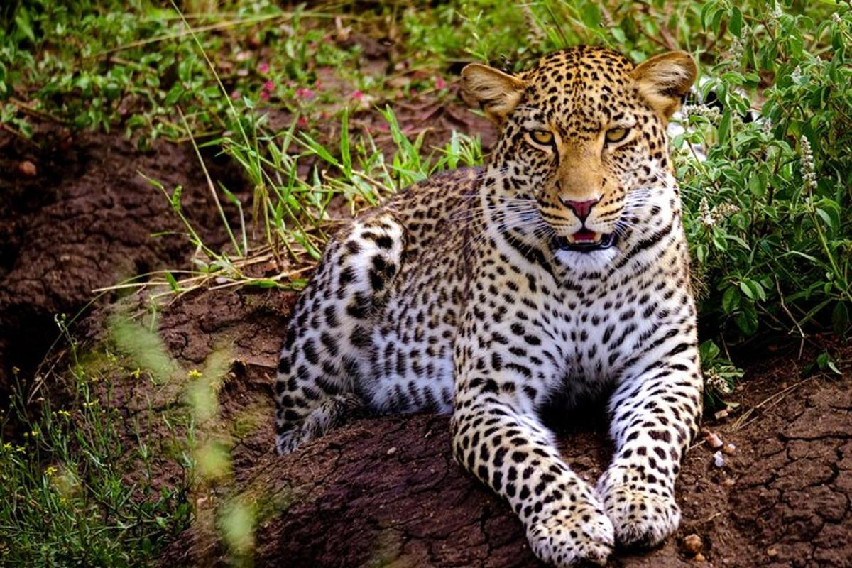 un lleopard estirat a terra a l'herba
