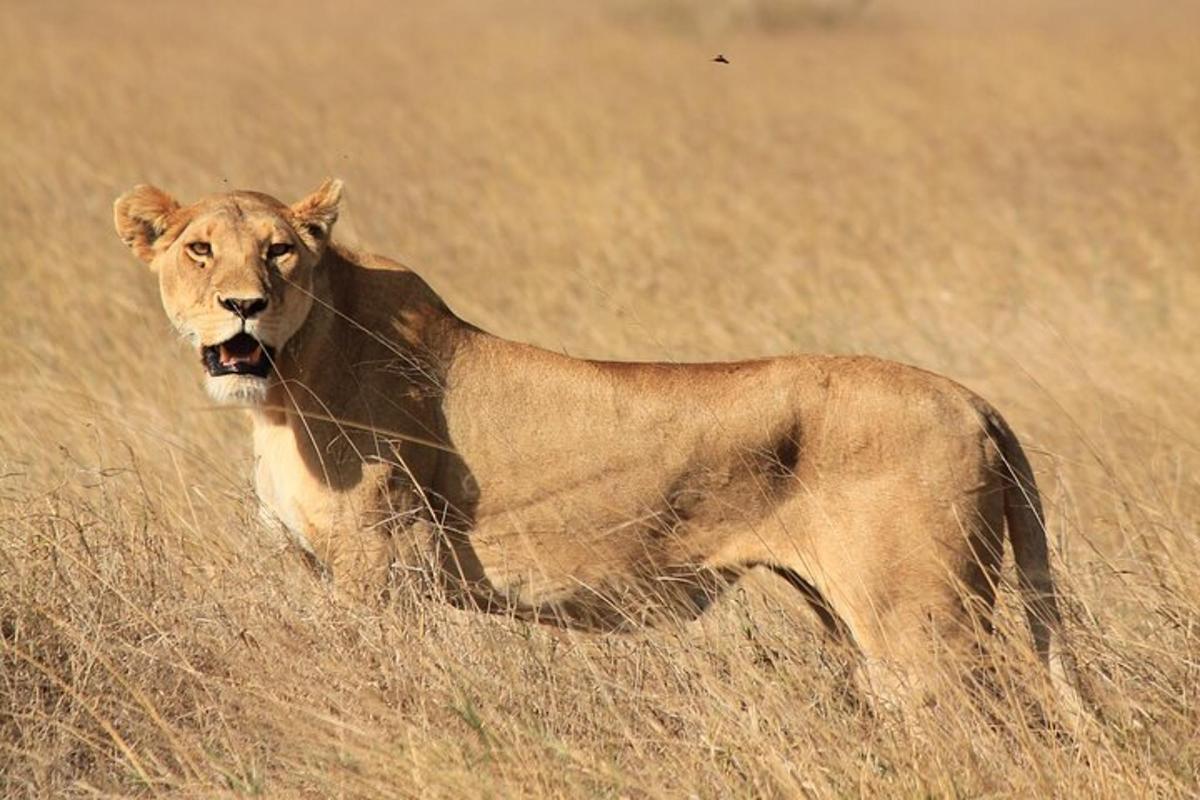 un leone in piedi in un campo di erba alta
