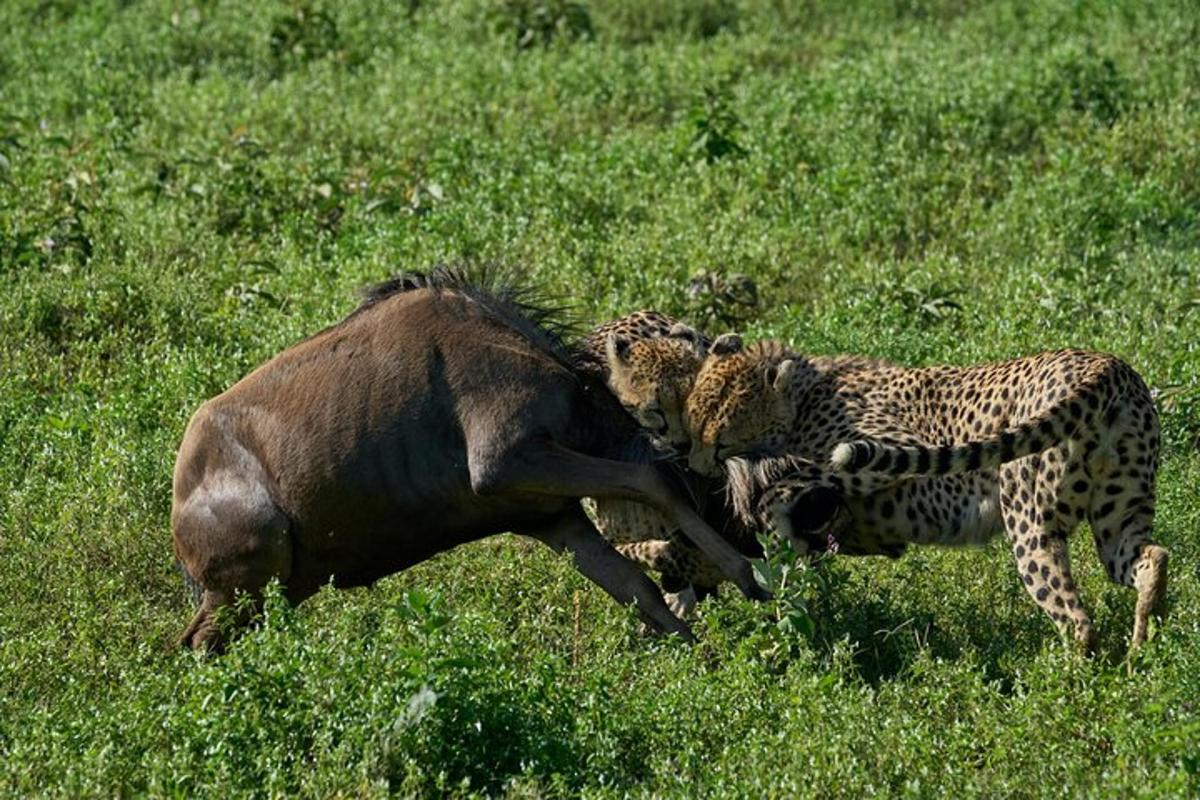 un guepard lluitant amb un animal mort en un camp