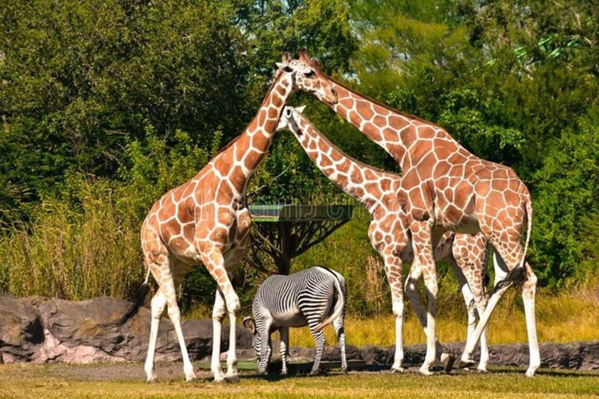 tři žirafy a zebra na poli