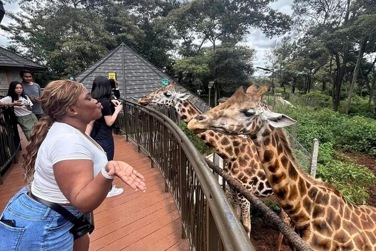 uma mulher está tirando uma foto de duas girafas