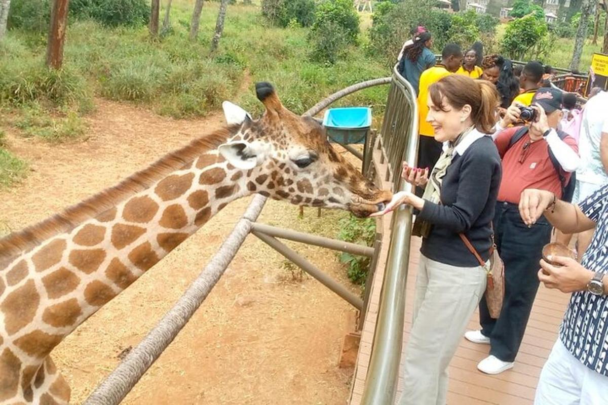 una donna che dà da mangiare a una giraffa allo zoo