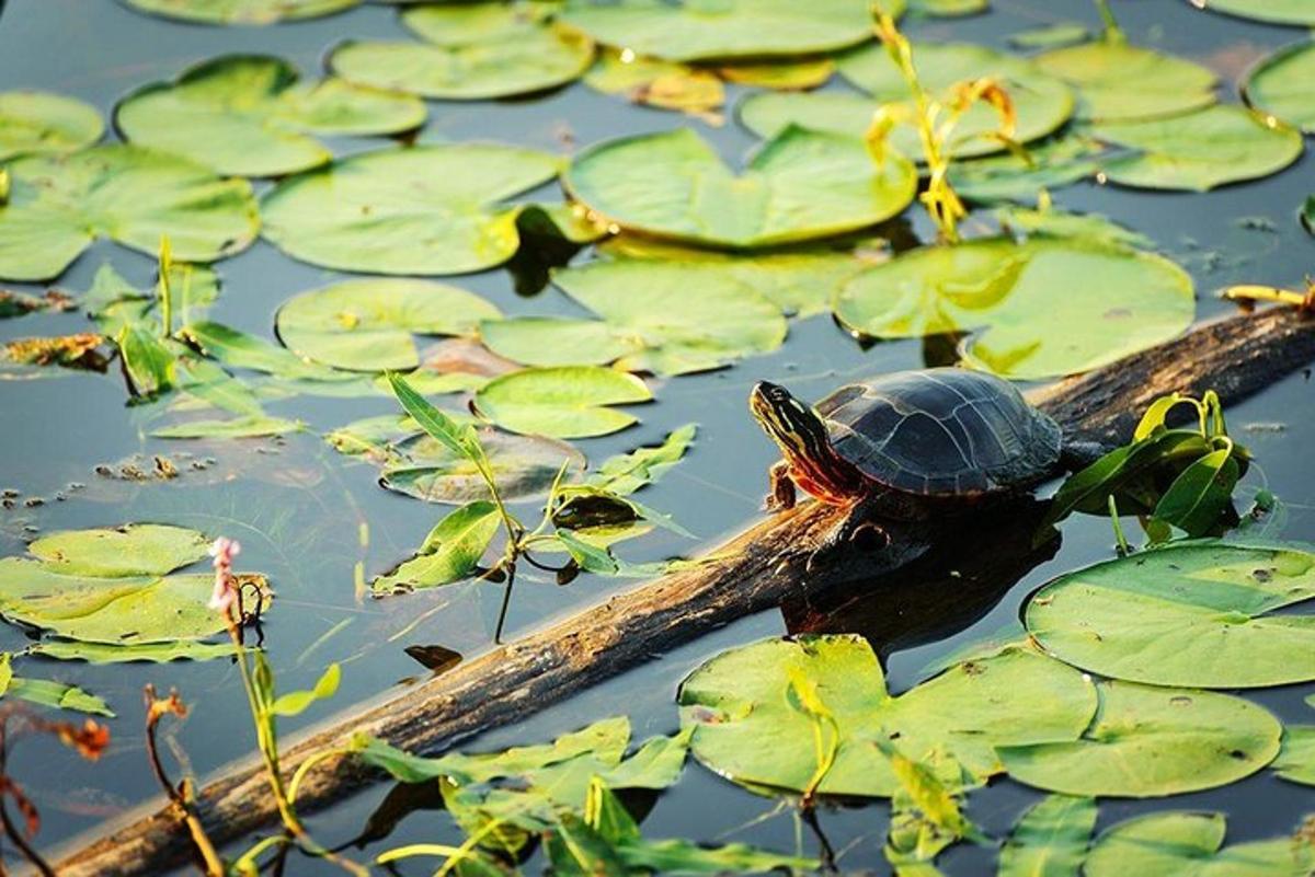 a turtle sitting on a log in the water