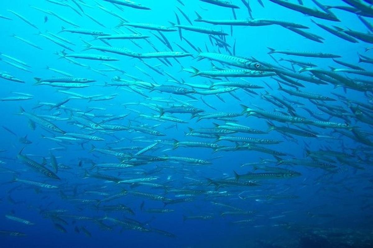un grupo de peces nadando en el agua