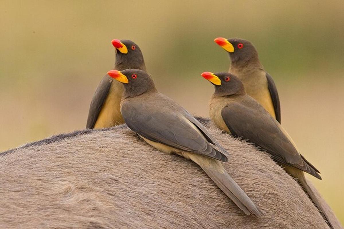 un gruppo di uccelli appollaiati in cima a una roccia