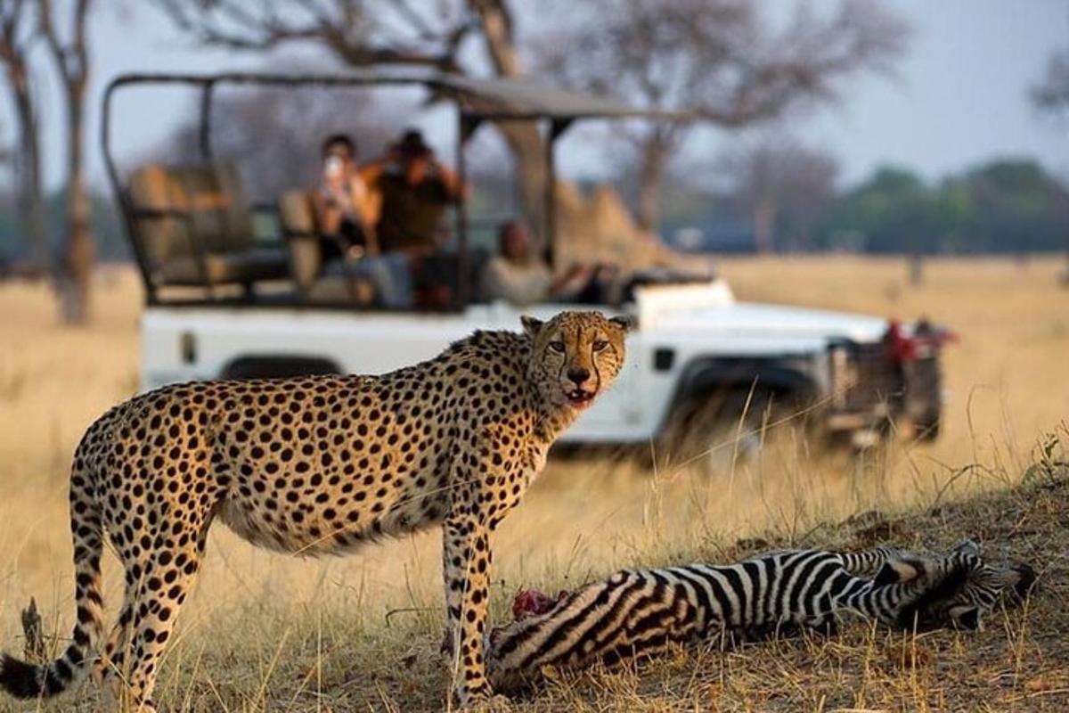 un guepard i una zebra davant d'un vehicle