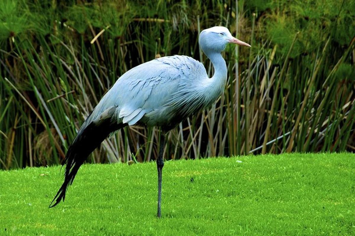 seekor burung berdiri di atas rumput di padang