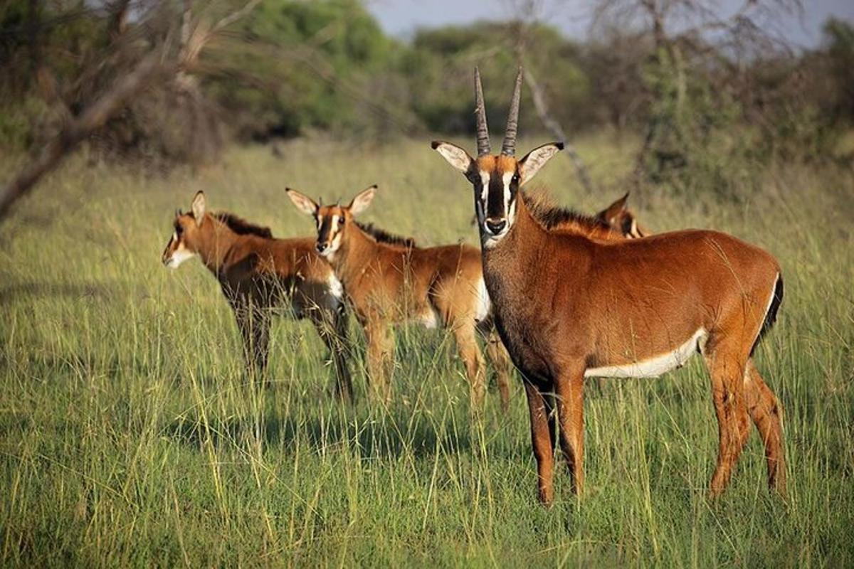 un grup de antilope stând pe un câmp