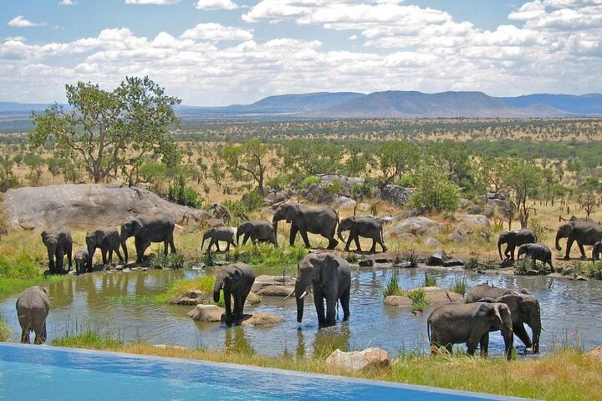 a herd of elephants drinking from a river