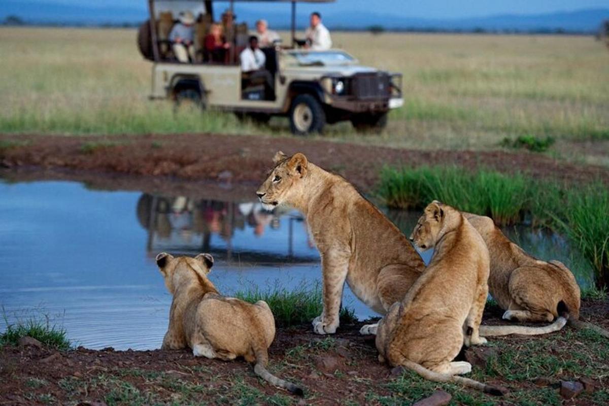 a group of lions sitting next to the water with a vehicle