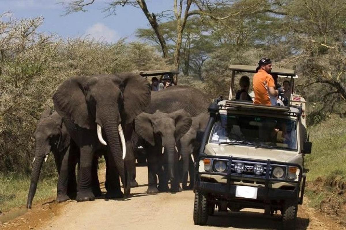 sekelompok orang di dalam kendaraan dengan gajah di jalan tanah