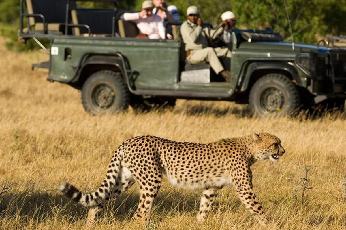 en gepard, der går foran en jeep med mennesker