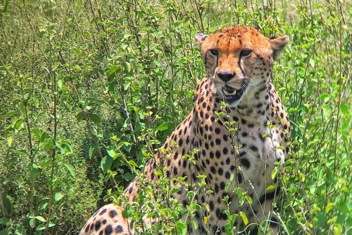 gepard seisab kõrge rohuväljal