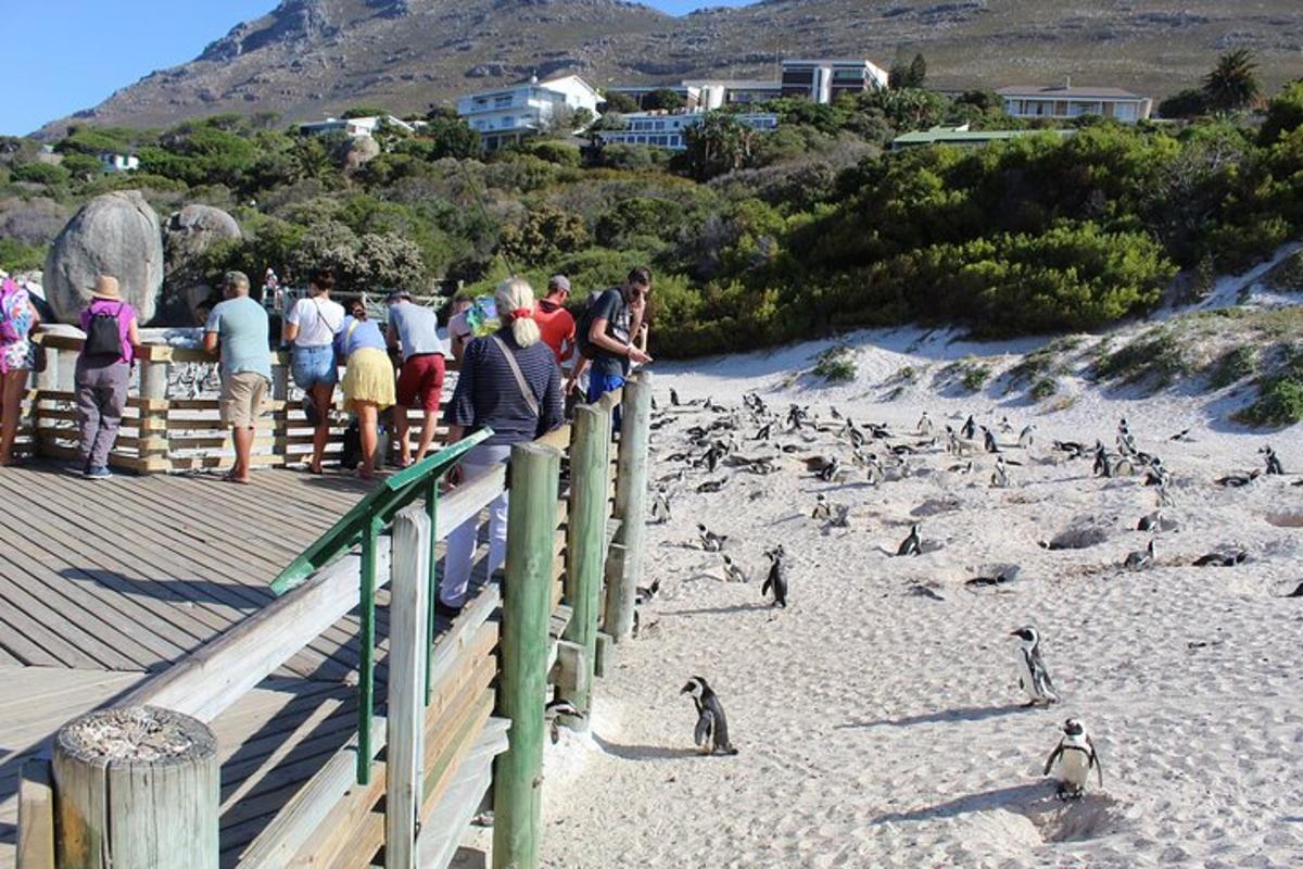 un gruppo di persone in piedi su una spiaggia con i pinguini
