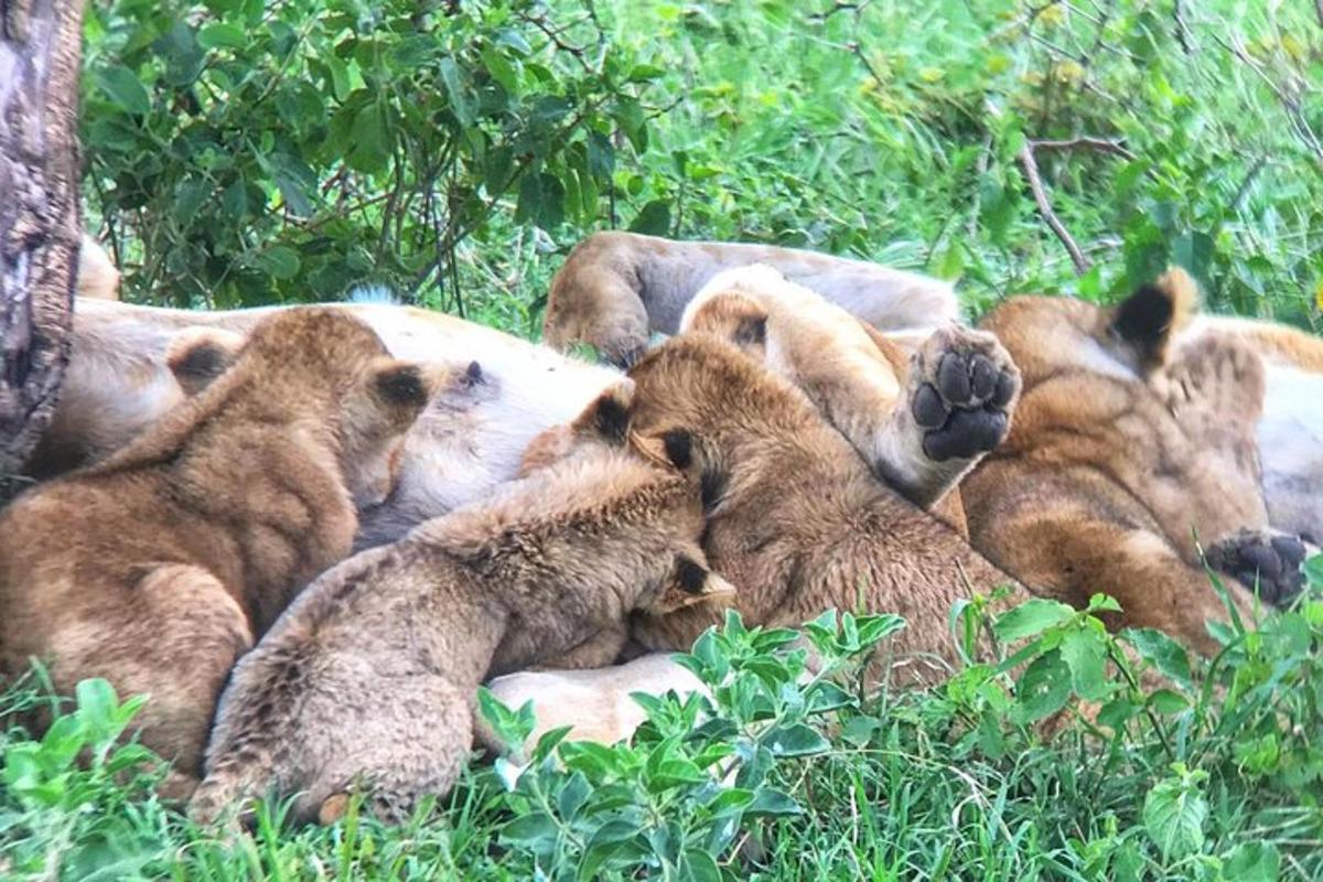 un grup de lei întinși în iarbă