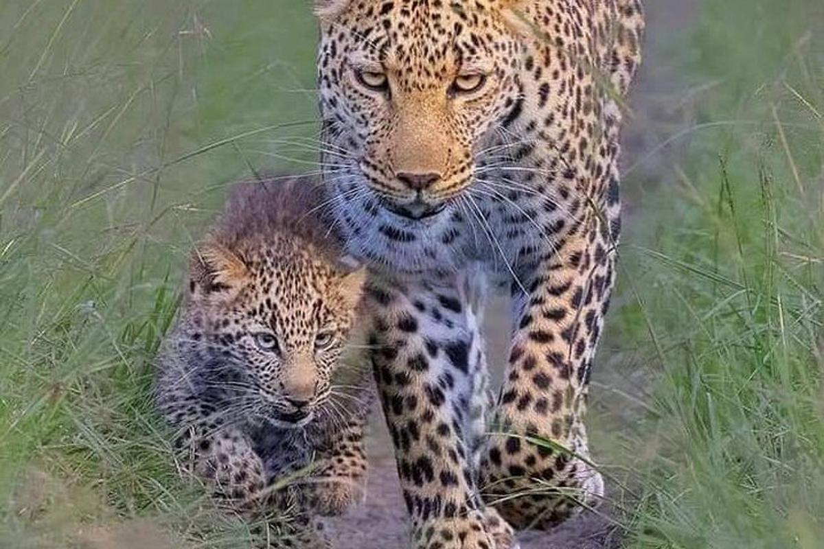 matka leopard a její mládě procházející se v trávě