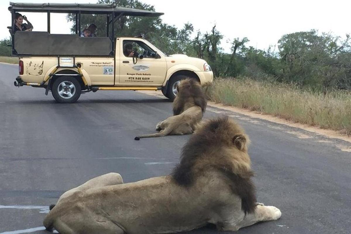 due animali sdraiati sulla strada accanto a un camion