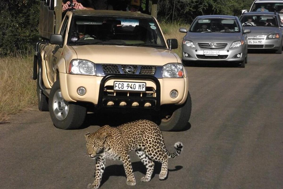 un leopardo che attraversa la strada davanti a un'auto