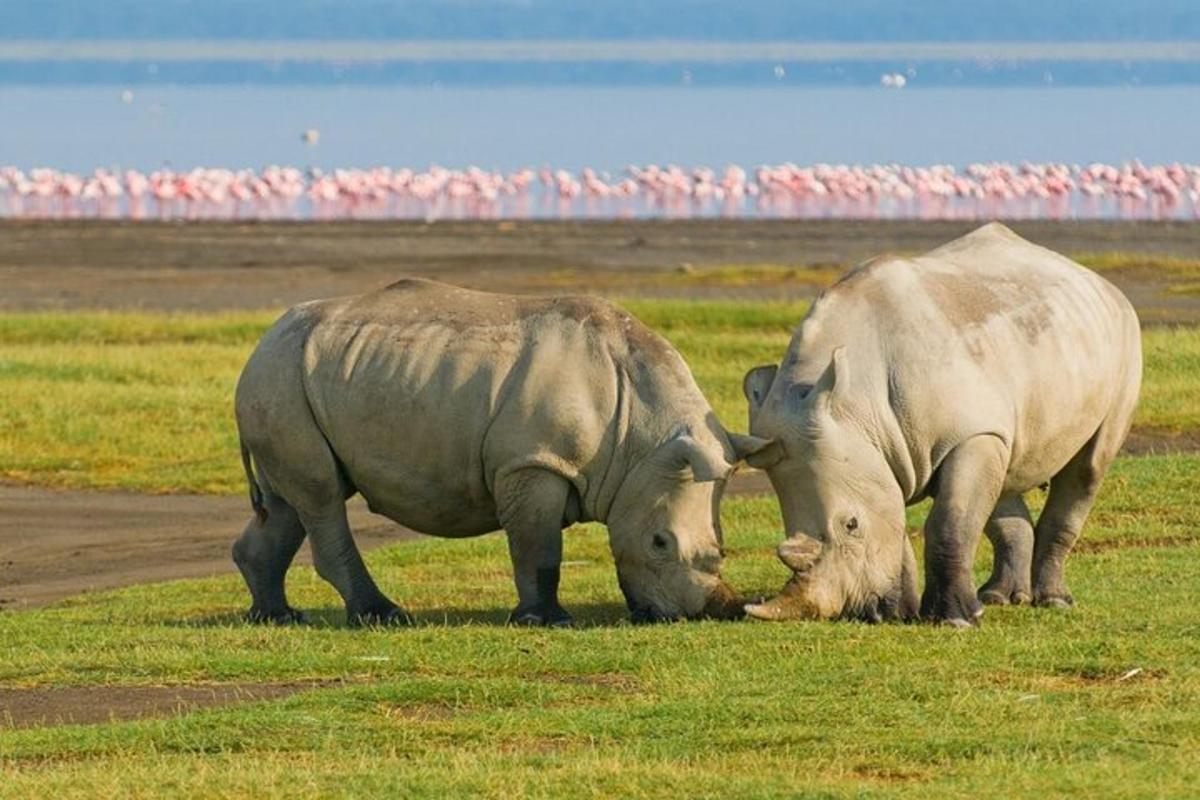 Dos rinocerontes parados uno al lado del otro en un campo